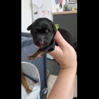 German Shepherd (Alsatian) - Both