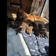 German Shepherd (Alsatian) - Both