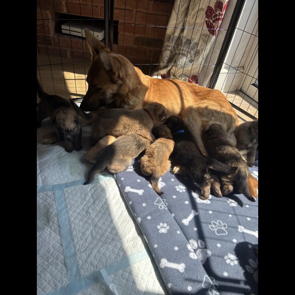 German Shepherd (Alsatian) - Both