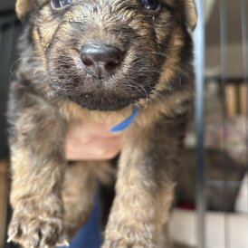 German Shepherd (Alsatian) - Both