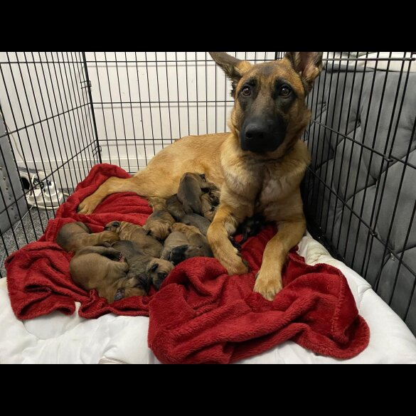 German Shepherd (Alsatian) - Both