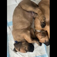German Shepherd (Alsatian) - Both