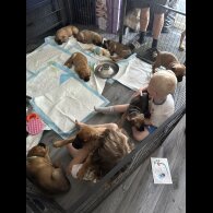 German Shepherd (Alsatian) - Both