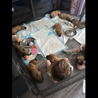 German Shepherd (Alsatian) - Both