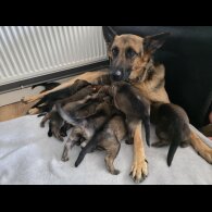German Shepherd (Alsatian) - Both