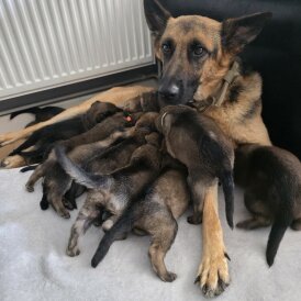 German Shepherd (Alsatian) - Both
