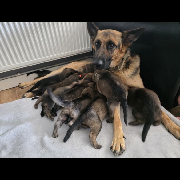 German Shepherd (Alsatian) - Both