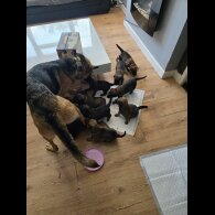 German Shepherd (Alsatian) - Both