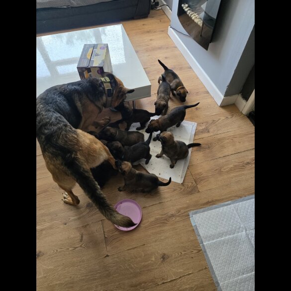 German Shepherd (Alsatian) - Both