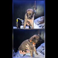 German Shepherd (Alsatian) - Both
