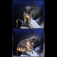 German Shepherd (Alsatian) - Both