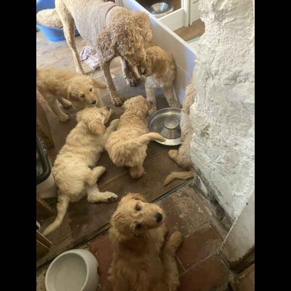 Goldendoodle - Bitches