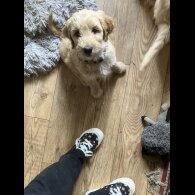 Goldendoodle - Bitches