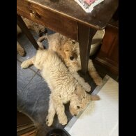 Goldendoodle - Bitches