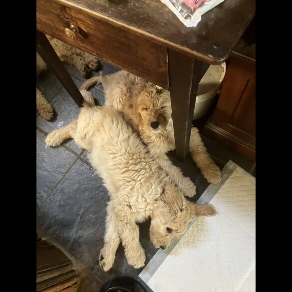 Goldendoodle - Bitches