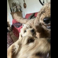 Goldendoodle - Bitches