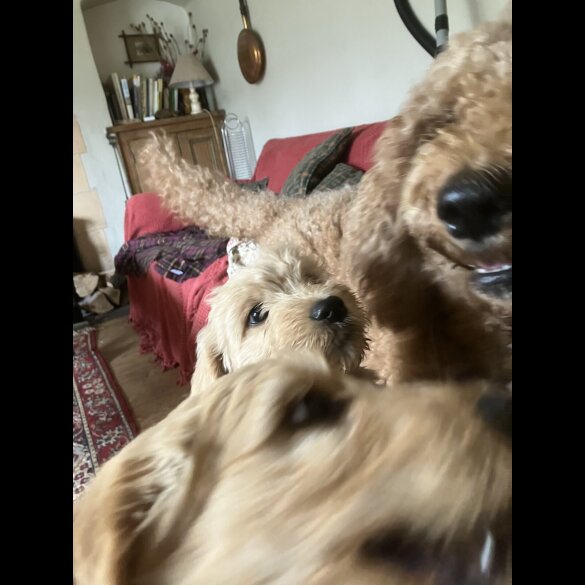 Goldendoodle - Bitches