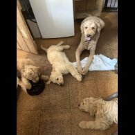 Goldendoodle - Bitches