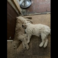 Goldendoodle - Bitches