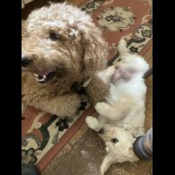 Goldendoodle - Bitches