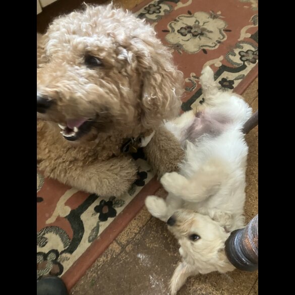 Goldendoodle - Bitches