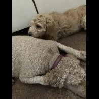 Goldendoodle - Bitches