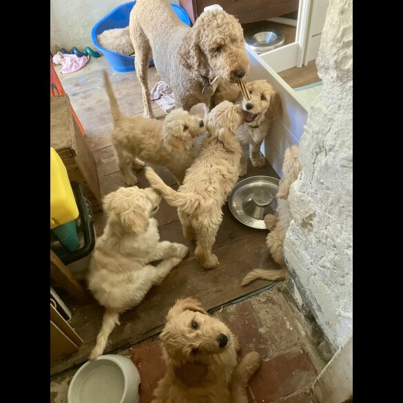 Goldendoodle - Bitches