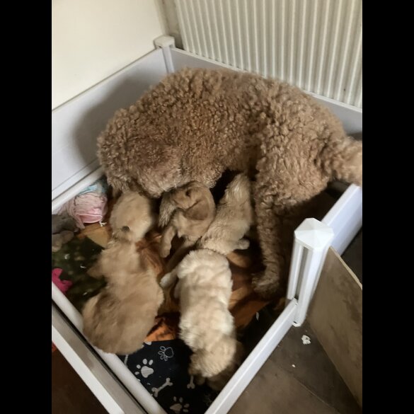 Goldendoodle - Bitches