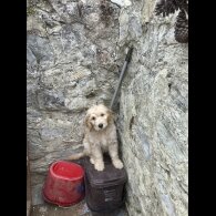 Goldendoodle - Bitches
