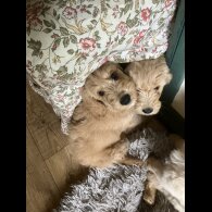 Goldendoodle - Bitches