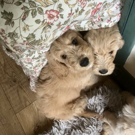 Goldendoodle - Bitches