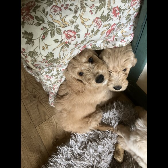 Goldendoodle - Bitches