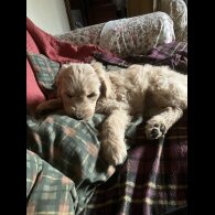 Goldendoodle - Bitches