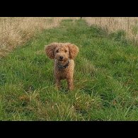 Maltipoo - Bitches