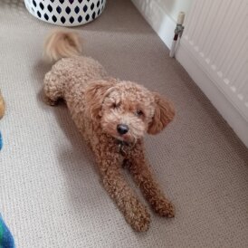 Maltipoo - Bitches