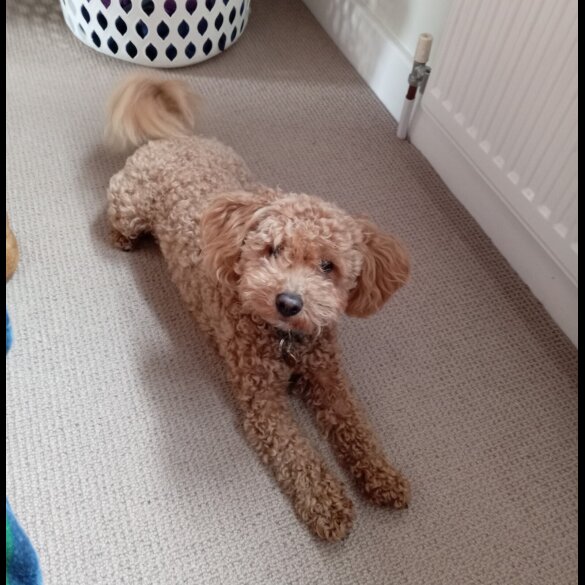 Maltipoo - Bitches