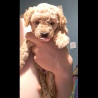 Maltipoo - Bitches