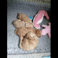 Maltipoo - Bitches