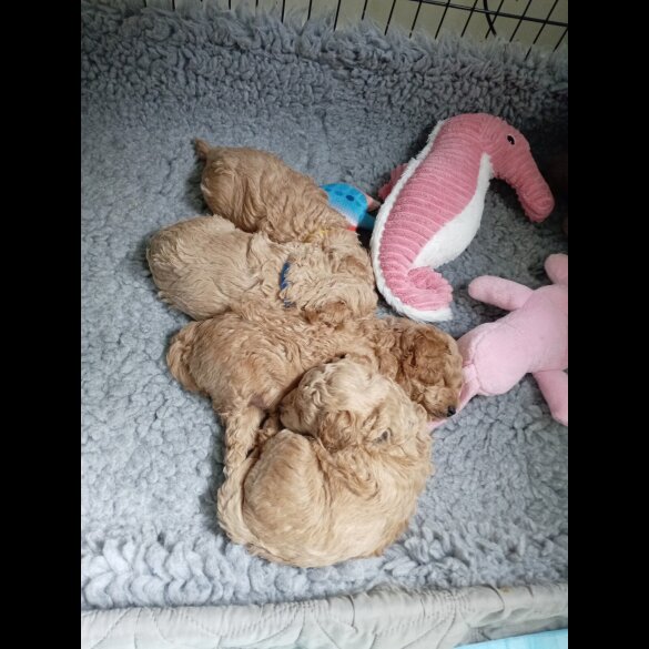 Maltipoo - Bitches