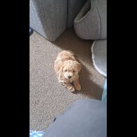 Maltipoo - Bitches