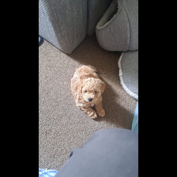 Maltipoo - Bitches