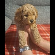 Maltipoo - Bitches