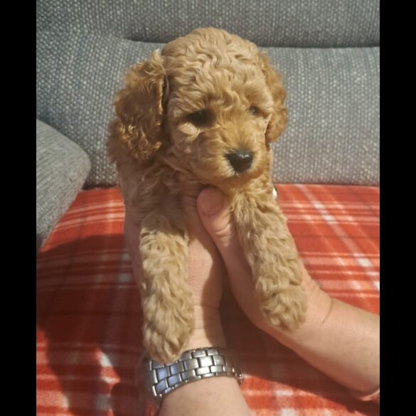 Maltipoo - Bitches