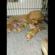 Maltipoo - Bitches