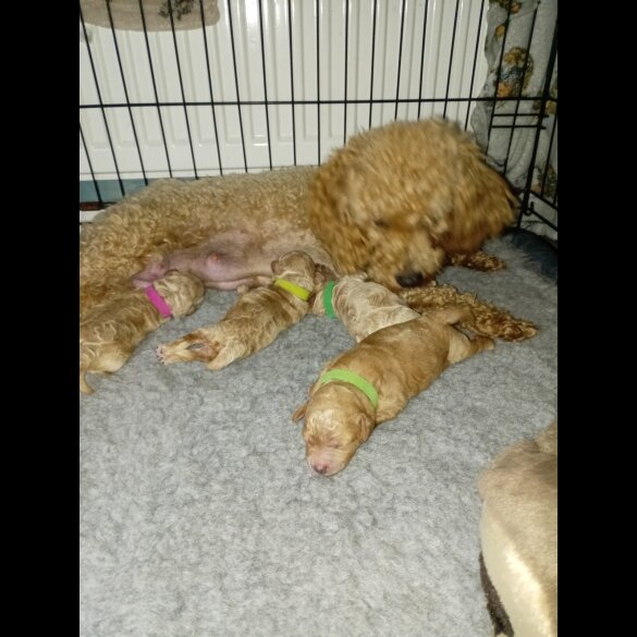 Maltipoo - Bitches
