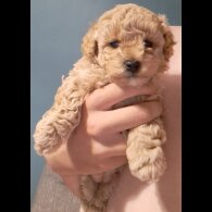 Maltipoo - Bitches