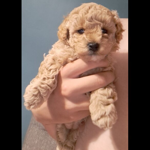 Maltipoo - Bitches