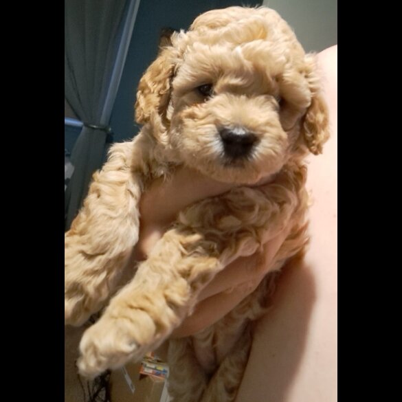 Maltipoo - Bitches