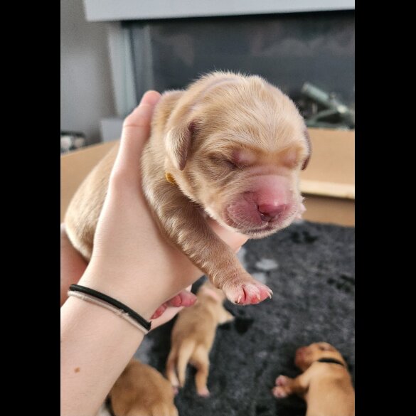 Golden Retriever - Both
