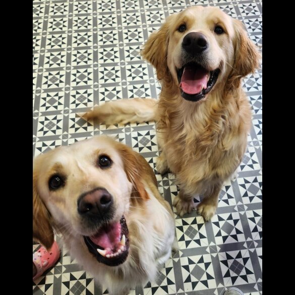 Golden Retriever - Both